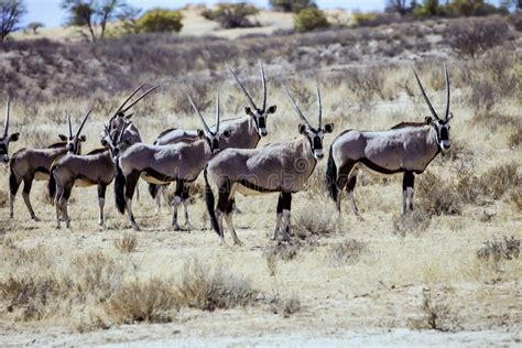 Gemsbok herd of antelope stock image. Image of reserve - 51657851