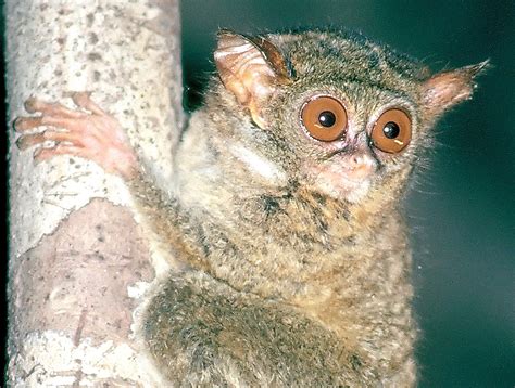 Two new species of tarsier, rumored to be inspiration for Yoda, announced on Star Wars Day