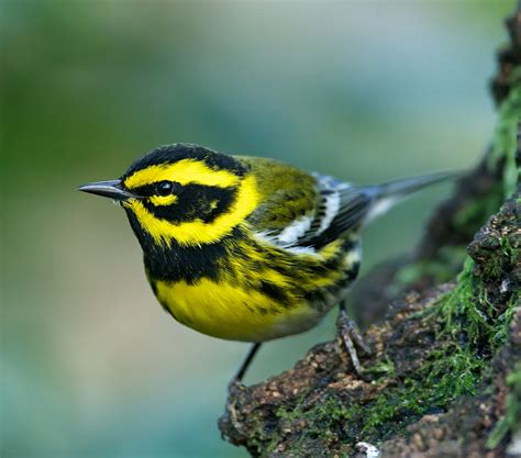 Aggressive Warblers and Climate Change | BirdNote