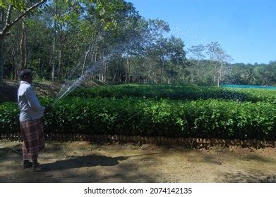 606 Sylhet tea garden Images, Stock Photos & Vectors | Shutterstock