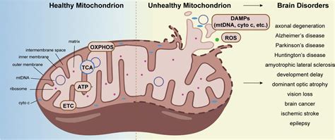 Frontiers | Mitochondrial quality control in the brain: The physiological and pathological roles