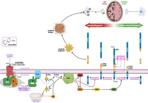 Assumed effect of muscarinic acetylcholine receptor agonists such as ...