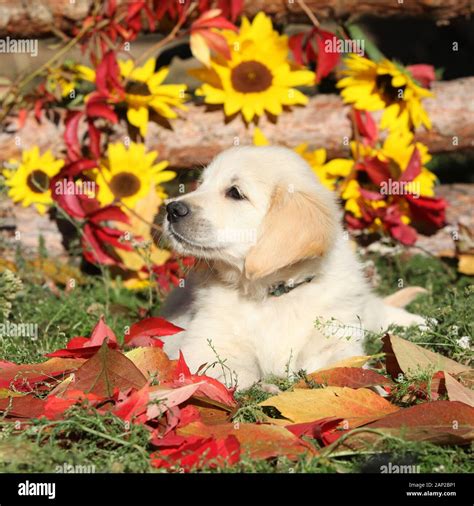 Autumn Golden retriever lying in the leaves Stock Photo - Alamy