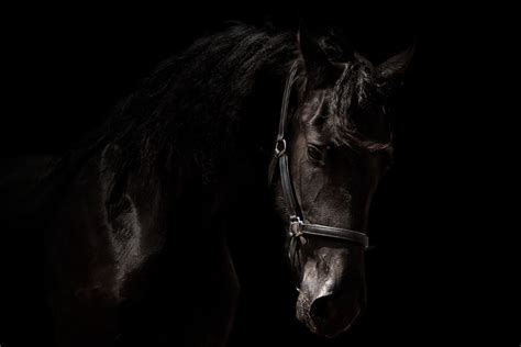 2019 Black Friesian Horse Art Silk Print Poster 24x36inch60x90cm 087 ...