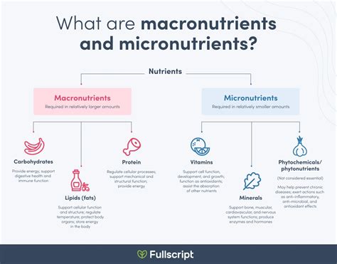 What are Macronutrients and Micronutrients? | Bellingham | Elevate ...