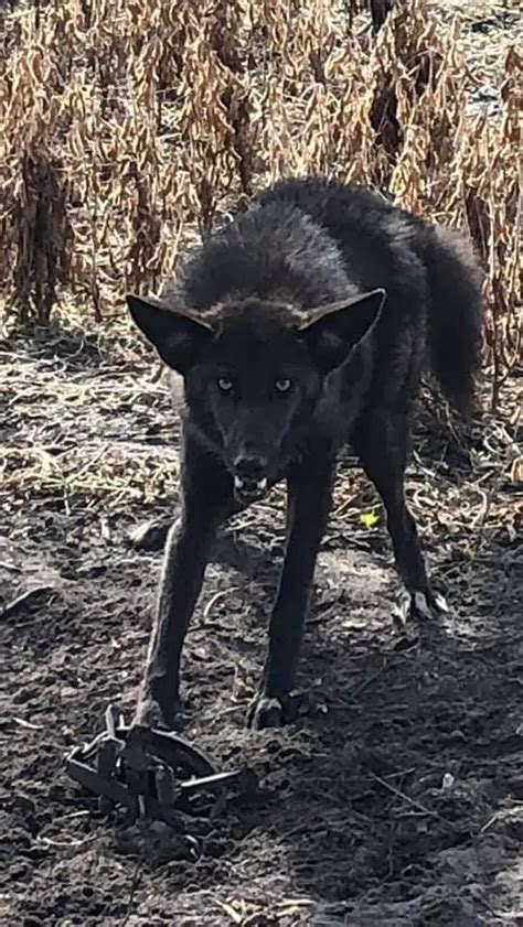 What Is a Black Coyote? | THF Outdoors