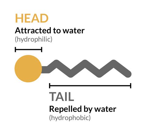 Dispersa | “Breaking Down” Surfactants: What they are, how they work, and their role in the pandemic