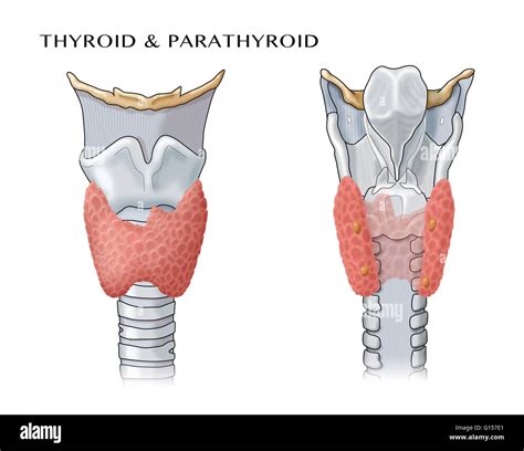 Thyroid Gland And Parathyroid Gland