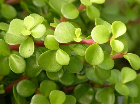 Portulacaria afra (Elephant Bush, Dwarf Jade, Small Leaf Jade, Porkbush ...