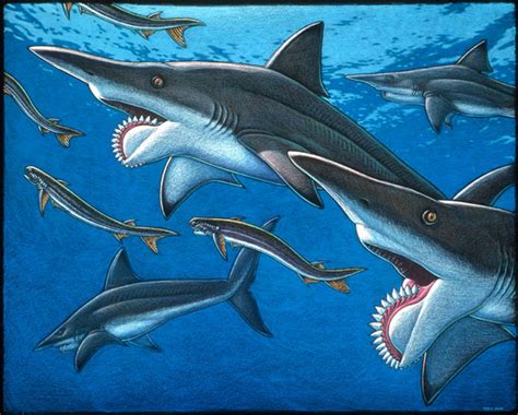 Helicoprion Size