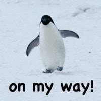 Penguin Waddle GIFs - Find & Share on GIPHY