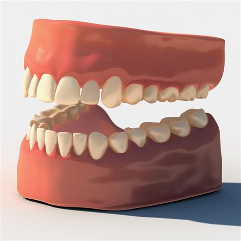 3d model human teeth gums