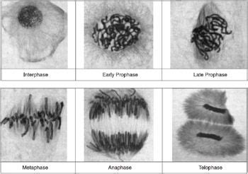 4-Color Figures On GlobalSpec | Teaching biology, Science cells ...