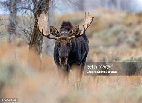 447 Big Moose Mountain Stock Photos, High-Res Pictures, and Images ...