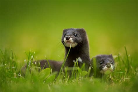 Facts About Minks | Live Science