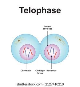 Telophase 1 And Cytokinesis Labeled