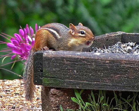 Chipmunks Are Chubby-Cheeked Hoarders That Can Become Pests - Owlcation