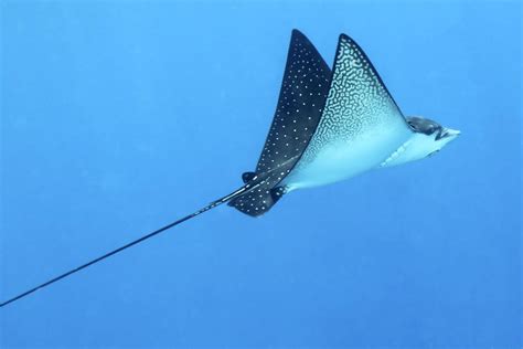 spotted eagle ray | Tetiaroa Society