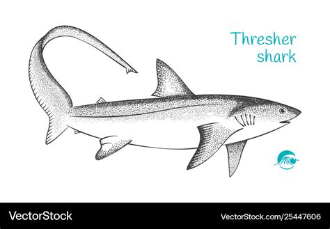 Thresher Shark Drawing