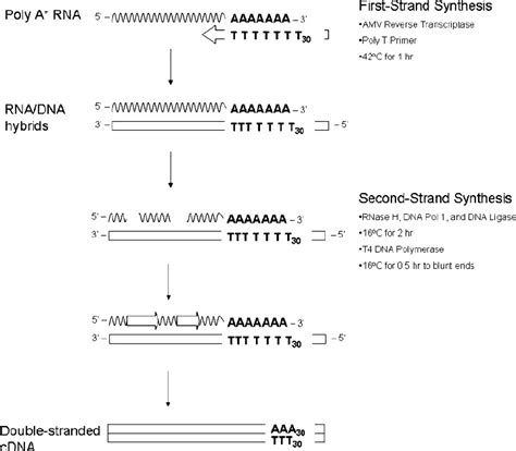 Schematic of cDNA synthesis from single-strand poly-A messenger RNA. | Download Scientific Diagram