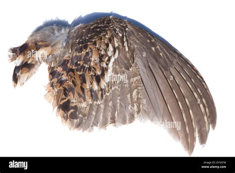 Hazel grouse feathers on white background entire right wing Stock Photo ...