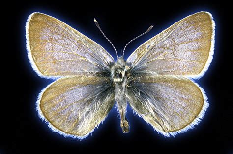 First US Case of Human-Led Insect Extinction Confirmed by DNA From 93-Year-Old Butterfly