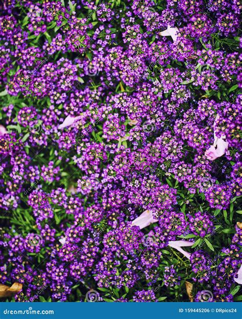 Shallow Depth of Field Photo. Small Purple Flowers, in Green Leaves Stock Photo - Image of ...