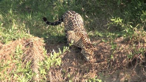 jaguar hunting - YouTube