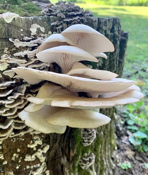 The 7 Most Common Edible Mushrooms In Michigan | ForagingGuru