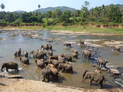 Elephant bath time! Sri Lanka | Elephant, Asian elephant, Sri lanka