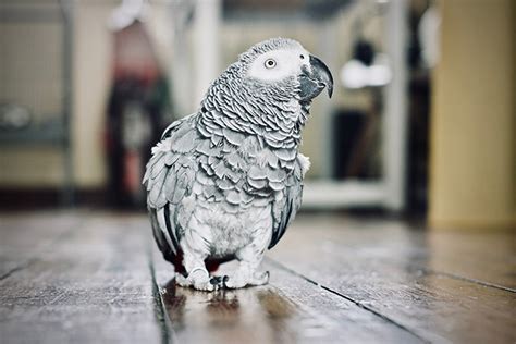 The Most Intelligent Bird Breeds - Petset.com