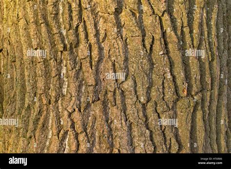 Willow tree bark hi-res stock photography and images - Alamy