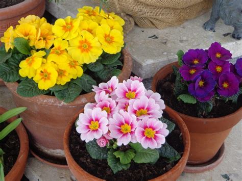 Growing Annuals in Pots: Follow These Tips for Beautiful Flowers - Turning the Clock Back