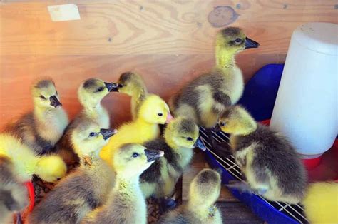 How to Start Duck Farming from Scratch: A Detailed Guide for Beginners