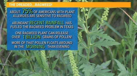 DFW Allergy Report: Ragweed season is upon us | wfaa.com