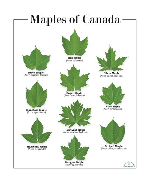 Canadian Maple Tree