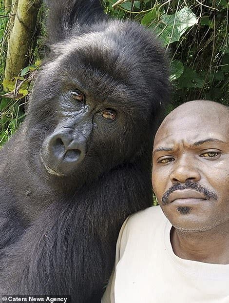 Orphaned gorillas pose for selfies with their carer in the Democratic ...