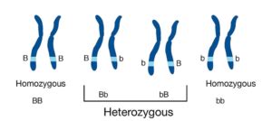 Homozygous: Definition, Characteristics and Examples