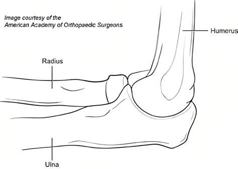 The Elbow Joint: Understanding Its Classification and Functions | by Genesis Orthopedics | Medium