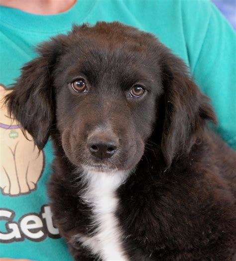 Adorable Border Collie mix puppies debuting for adoption today!