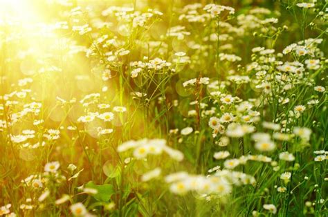 Premium Photo | Wild camomile flowers