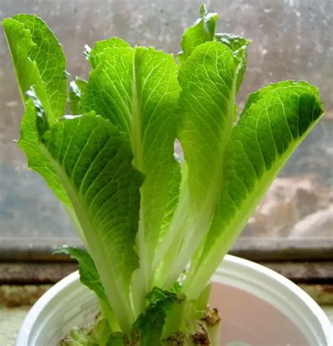 How To Easily Re Grow Romaine Lettuce From A Stump Indoors ...