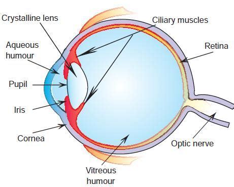 CBSE NCERT 10Th Humane Eyes and Colourfull world E-Notes