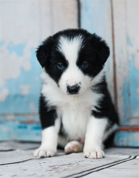 77+ Border Collie Puppies Black And White Pic - Bleumoonproductions