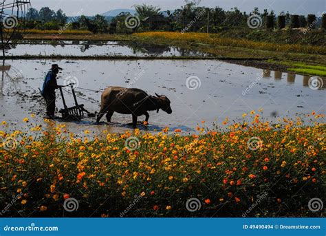 The Farming Peasants in the Countryside. Editorial Stock Image - Image of rice, crops: 49490494