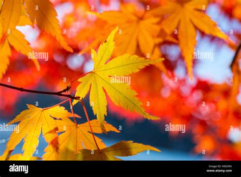 Maple leaves change color in autumn Stock Photo - Alamy