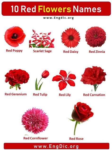 10 Red Flowers names with Pictures, Flower Names - EngDic