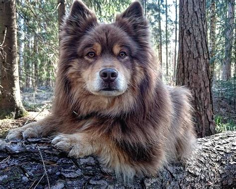 Finnish Lapphund | Cute dogs, Pretty dogs, Beautiful dogs