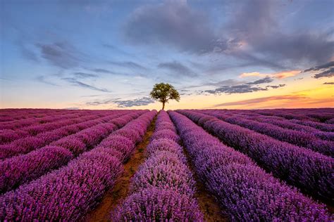 A Lonely Tree in a Lavender Field - Alexios Ntounas Photography