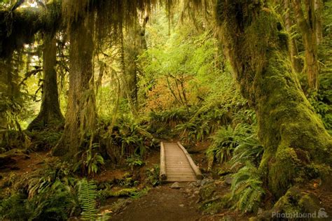 Image of Hoh River Trail | 21450